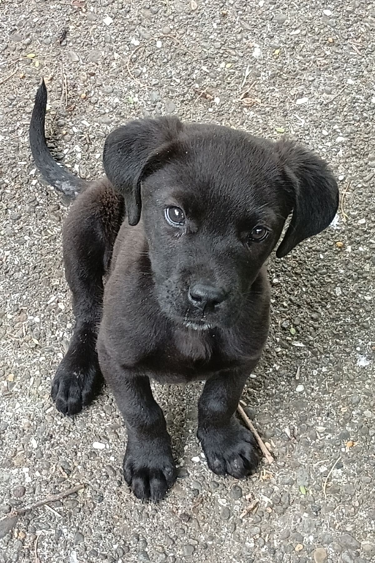 Gallery image: Chase