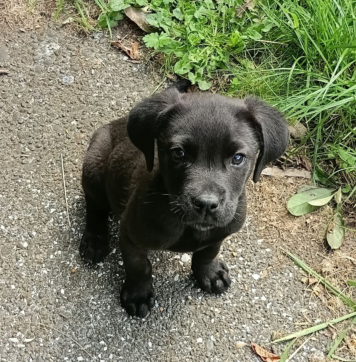 Gallery image: Chase