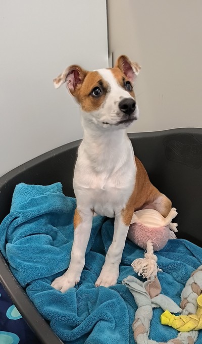 Rhea - Medium Cross Breed