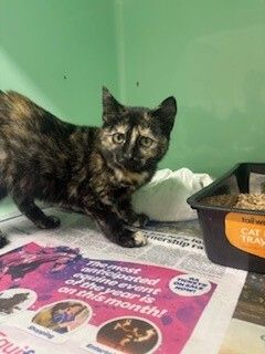 Gallery image: Speckle 