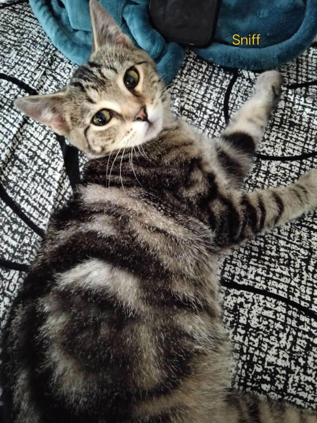 Gallery image: Sniff