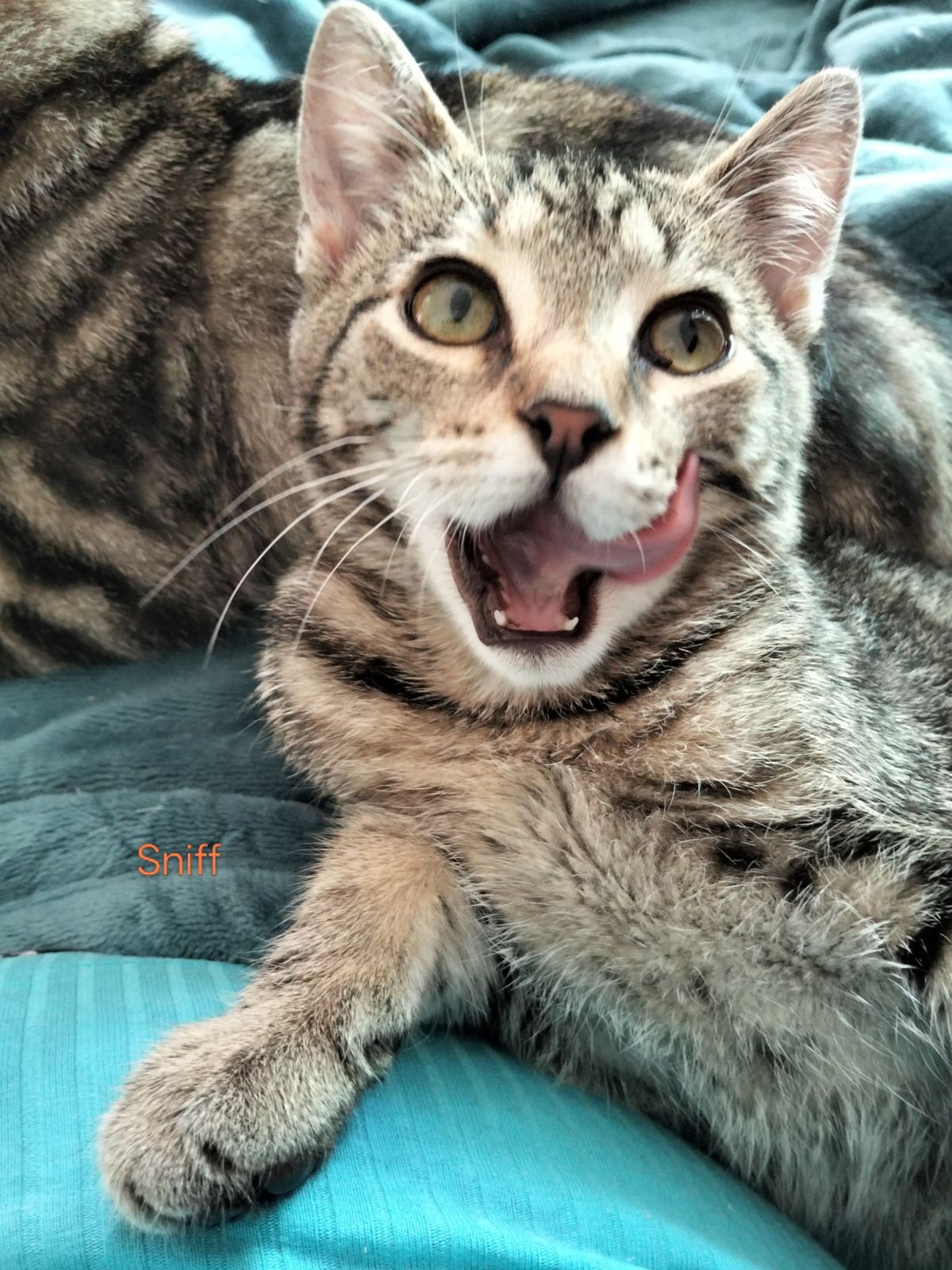 Gallery image: Sniff