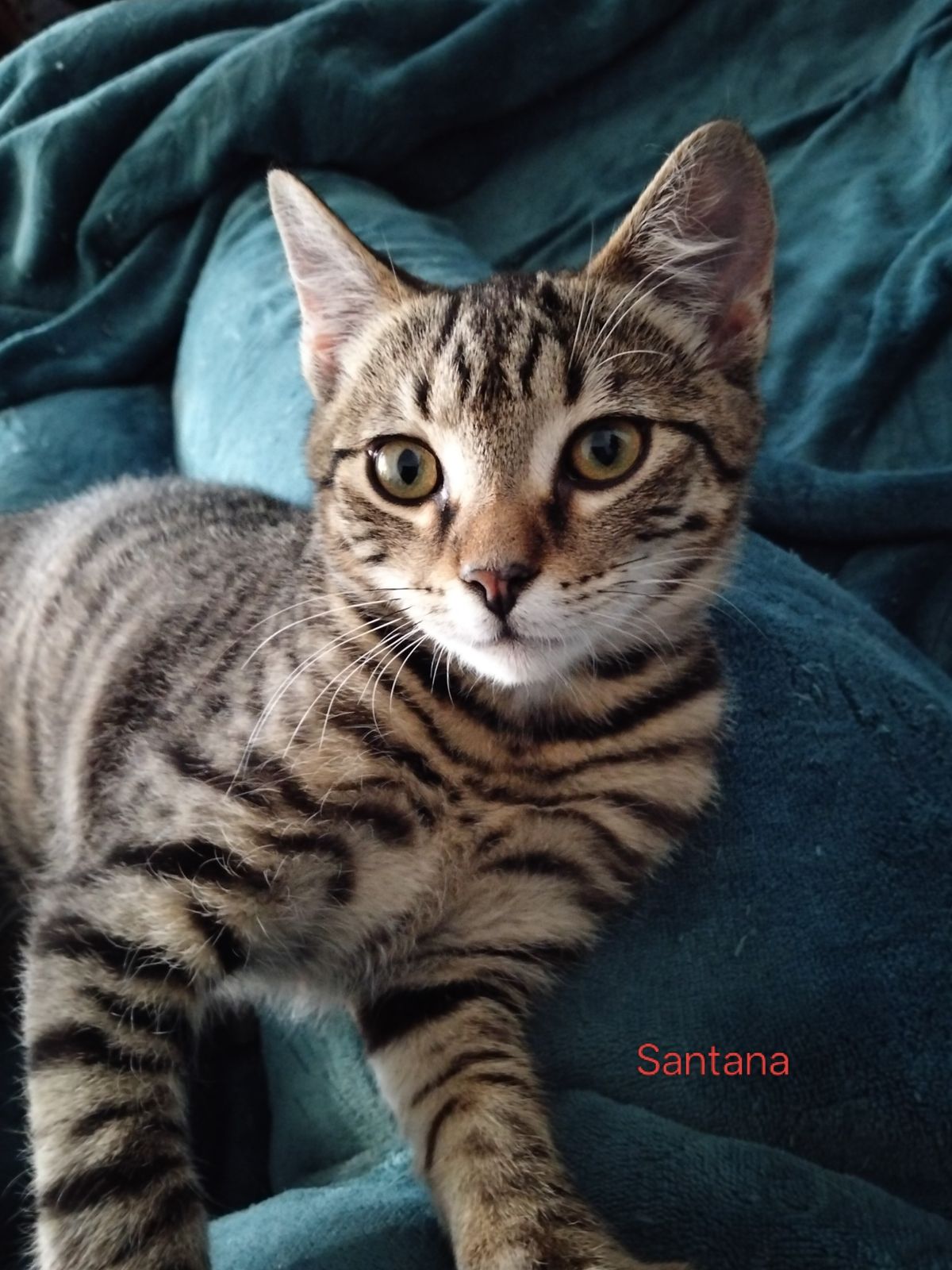 Gallery image: Santana