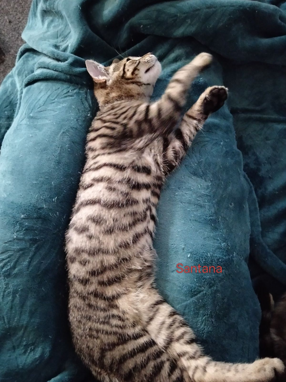 Gallery image: Santana