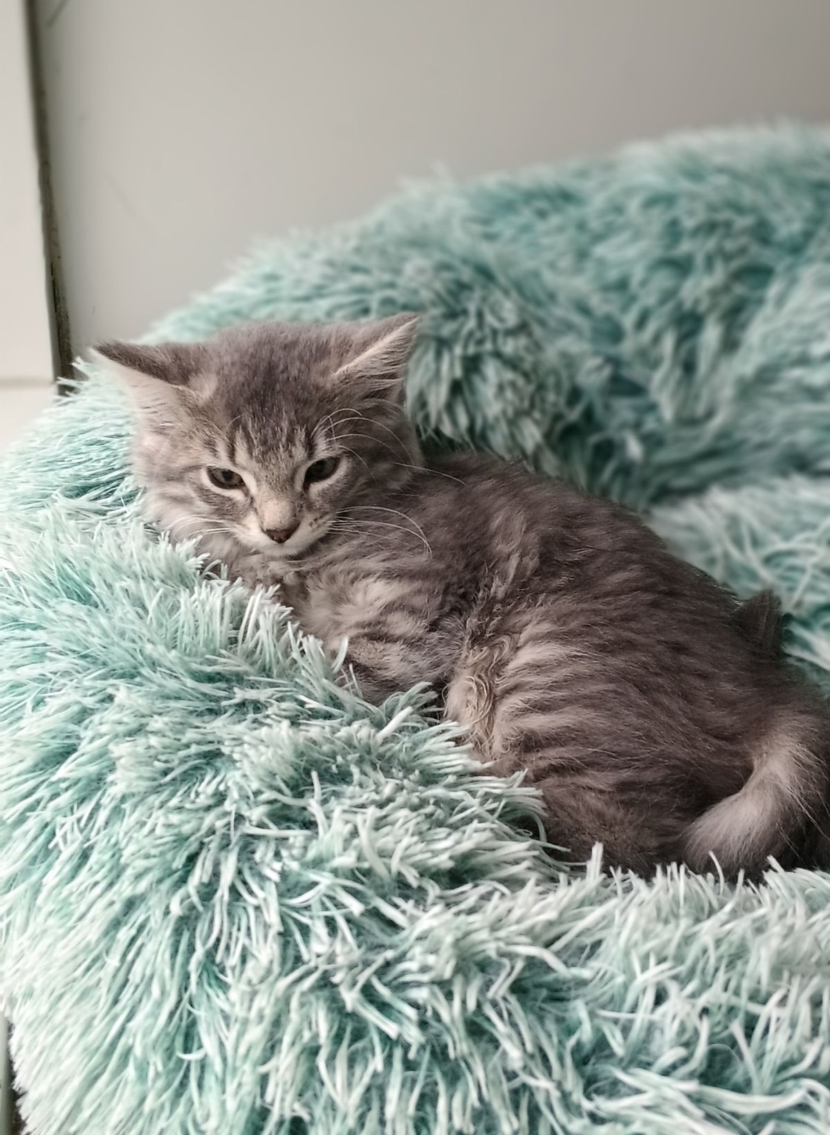 Gallery image: Britney