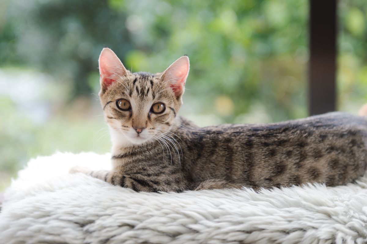 Gallery image: Pippa