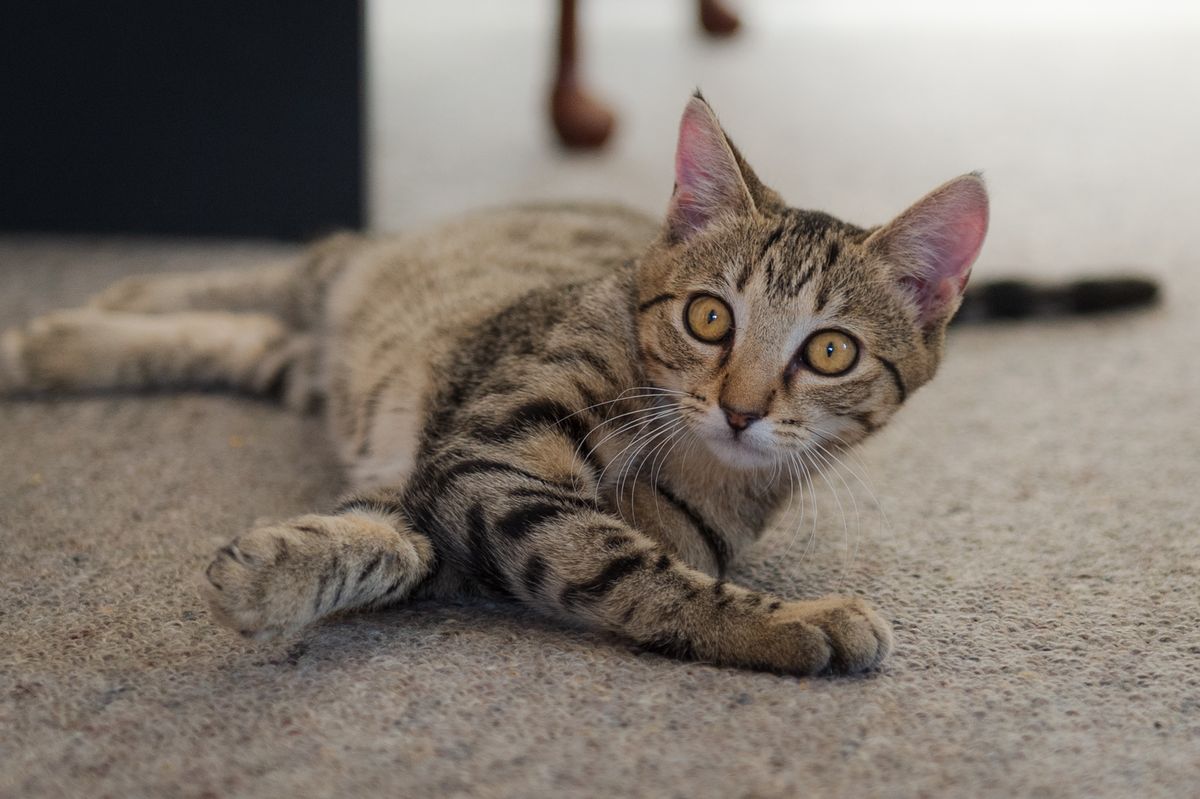 Gallery image: Pippa