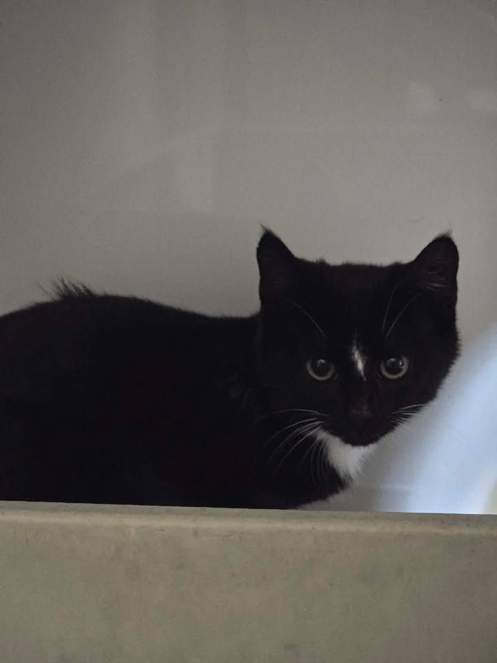 Gallery image: Peppa