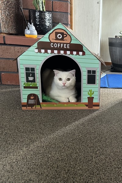 Lil Man - Scottish Fold