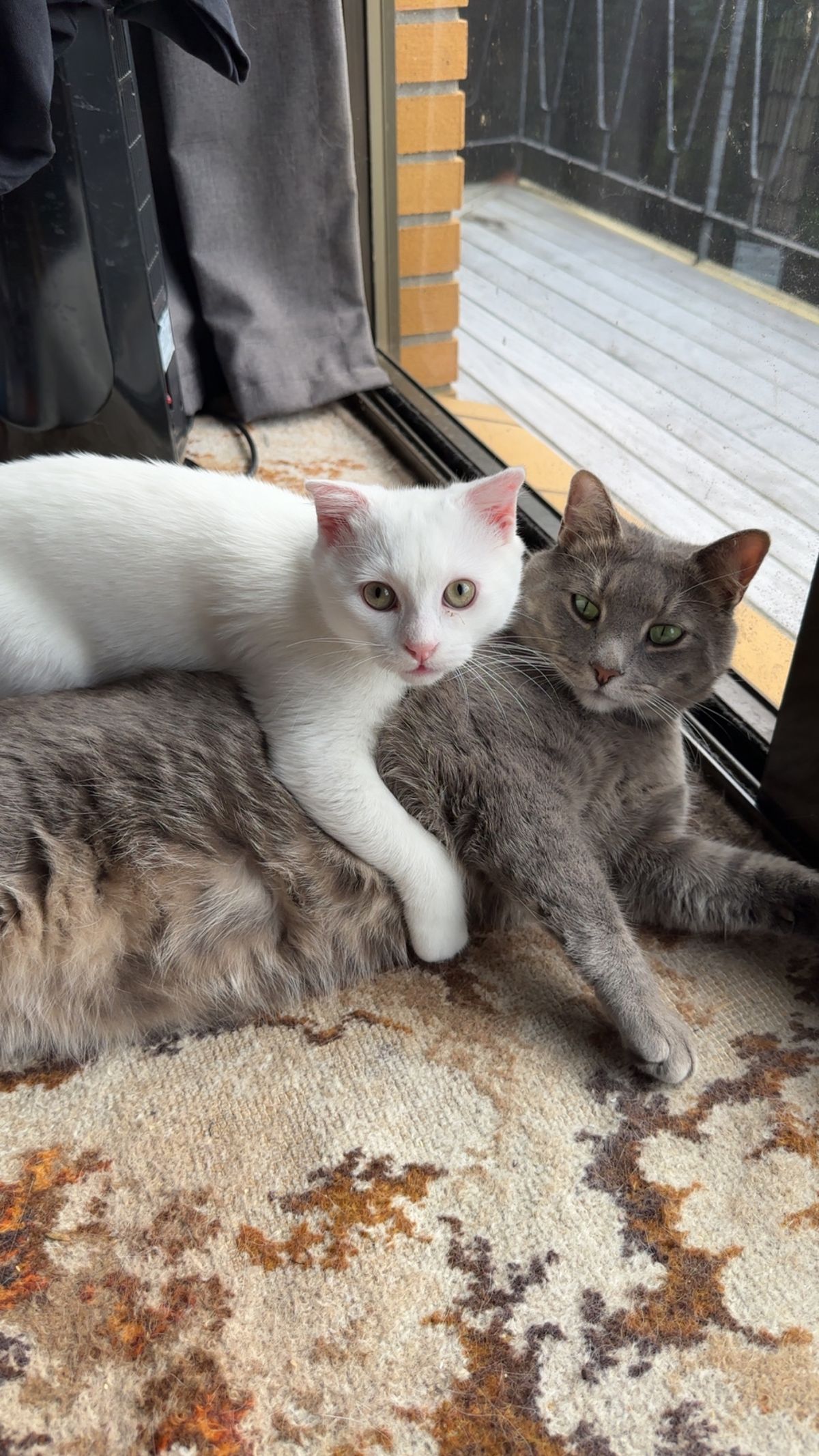 Gallery image: Lil Man