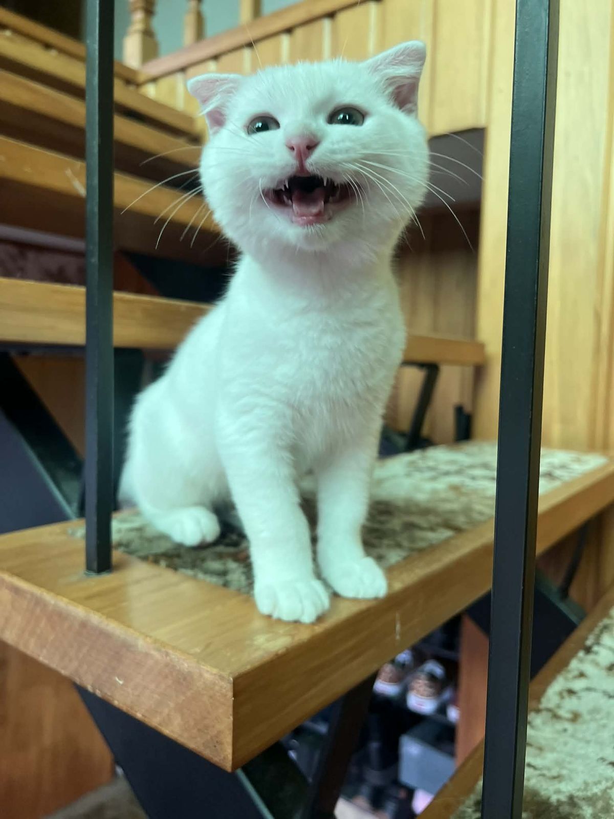 Gallery image: Lil Man