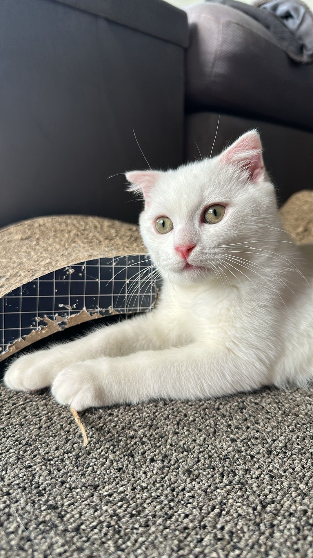 Gallery image: Lil Man