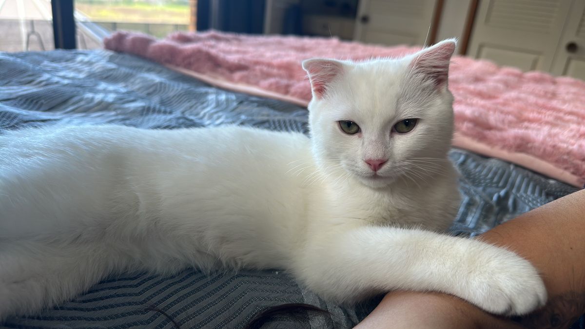 Gallery image: Lil Man