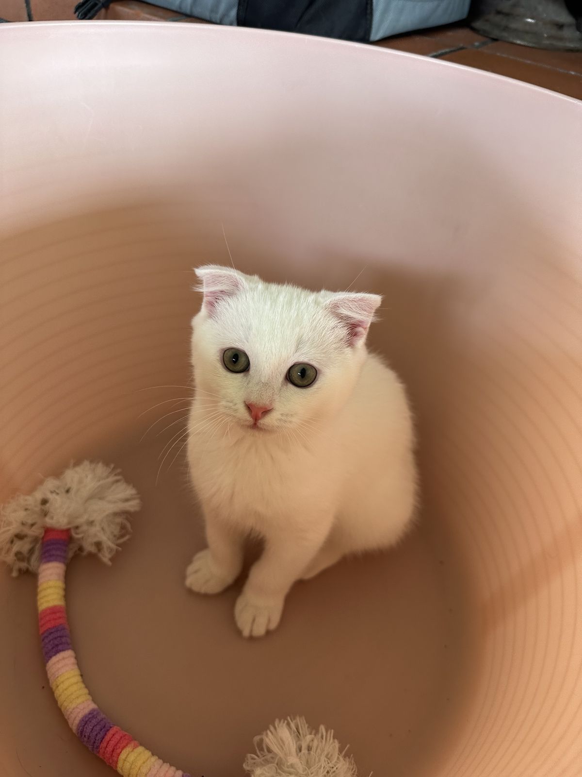 Gallery image: Lil Man