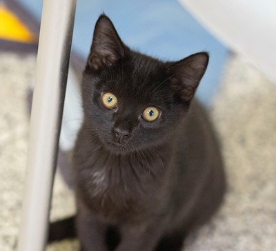 Noodle - Domestic Short Hair