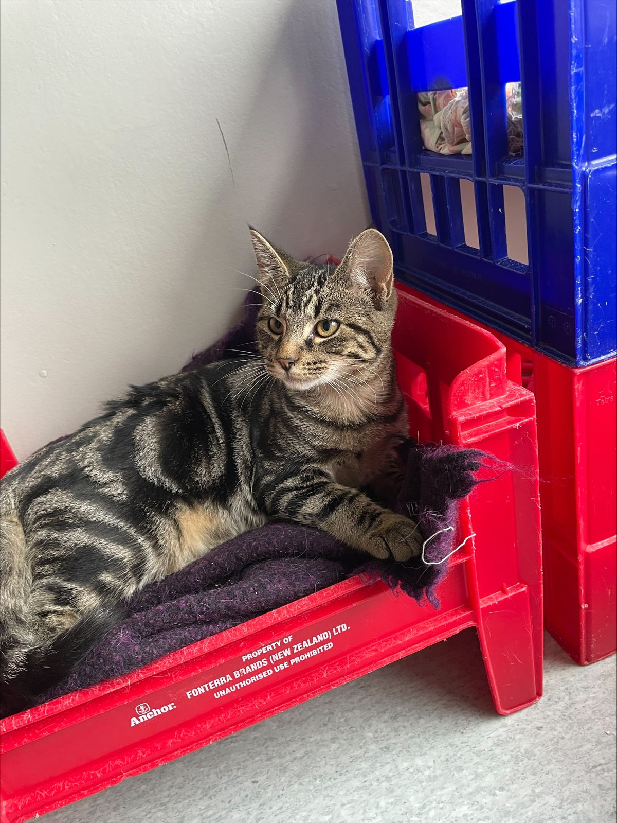 Gallery image: Tigger