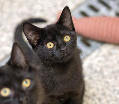 Jellybean - Domestic Short Hair