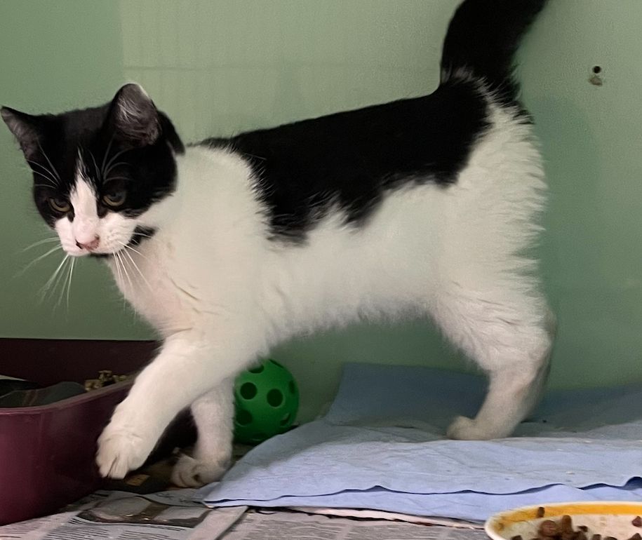 Gallery image: Panda