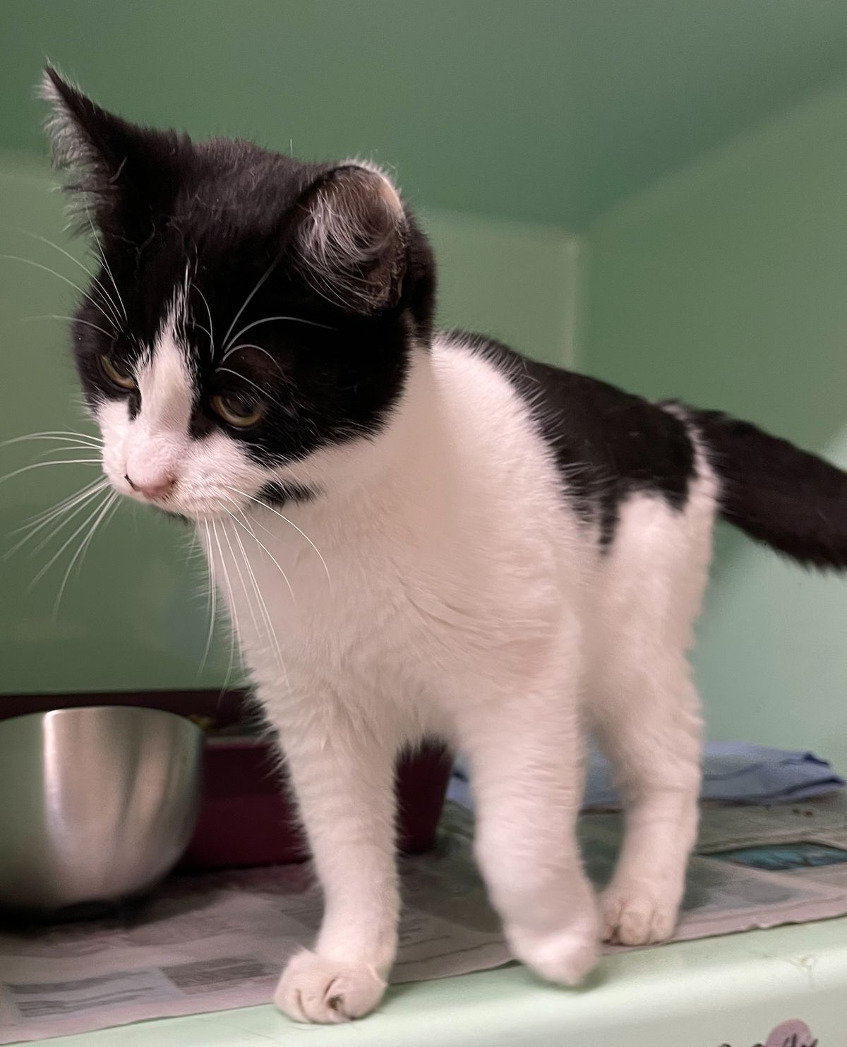 Gallery image: Panda