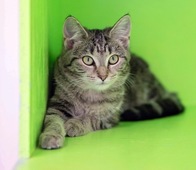 Addy - Domestic Short Hair