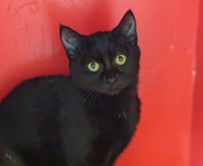 Wanda - Domestic Short Hair