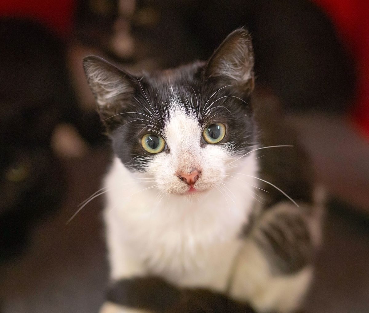 Gallery image: Jackson 