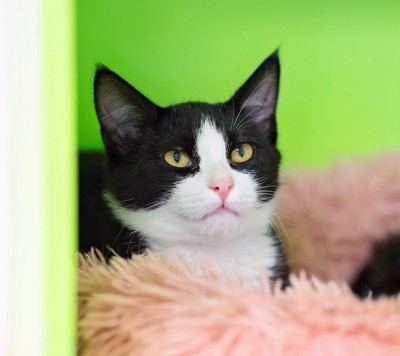 Papa - Domestic Short Hair