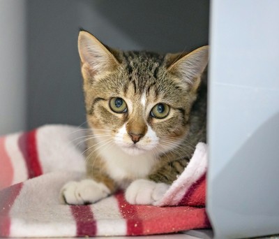 Kowhai - Domestic Short Hair