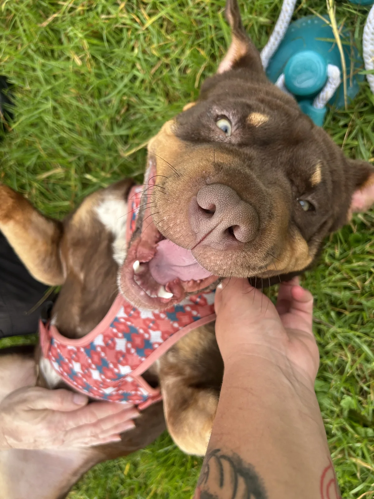 Gallery image: Mustang