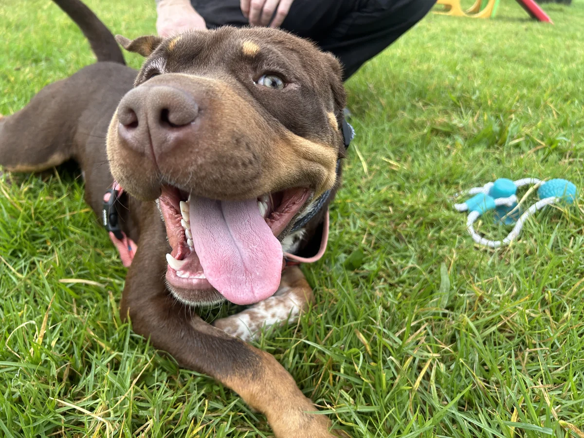 Gallery image: Mustang