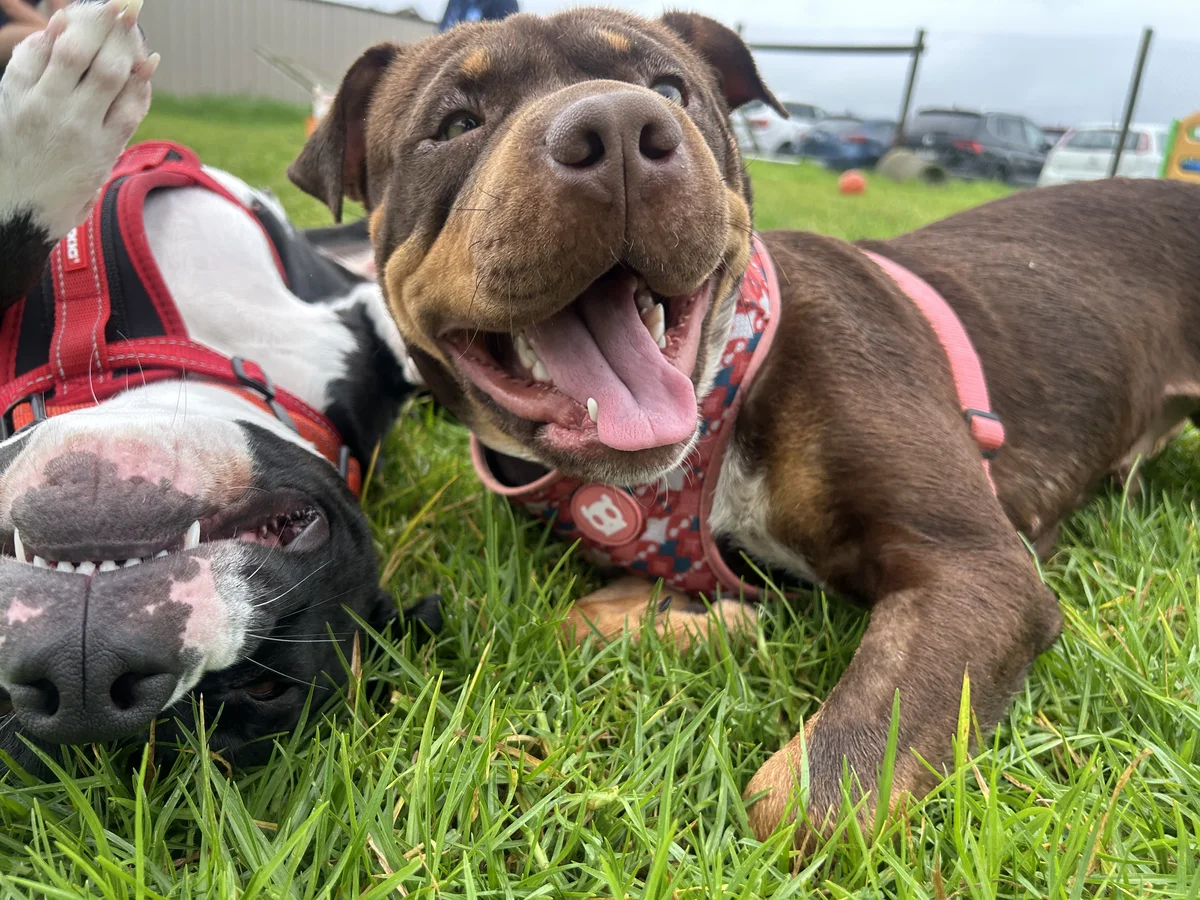 Gallery image: Mustang