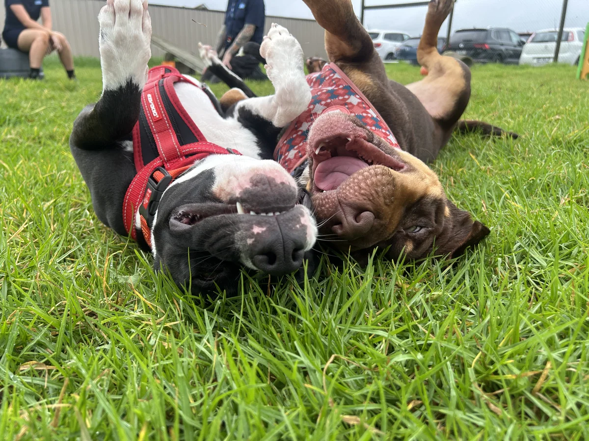 Gallery image: Mustang