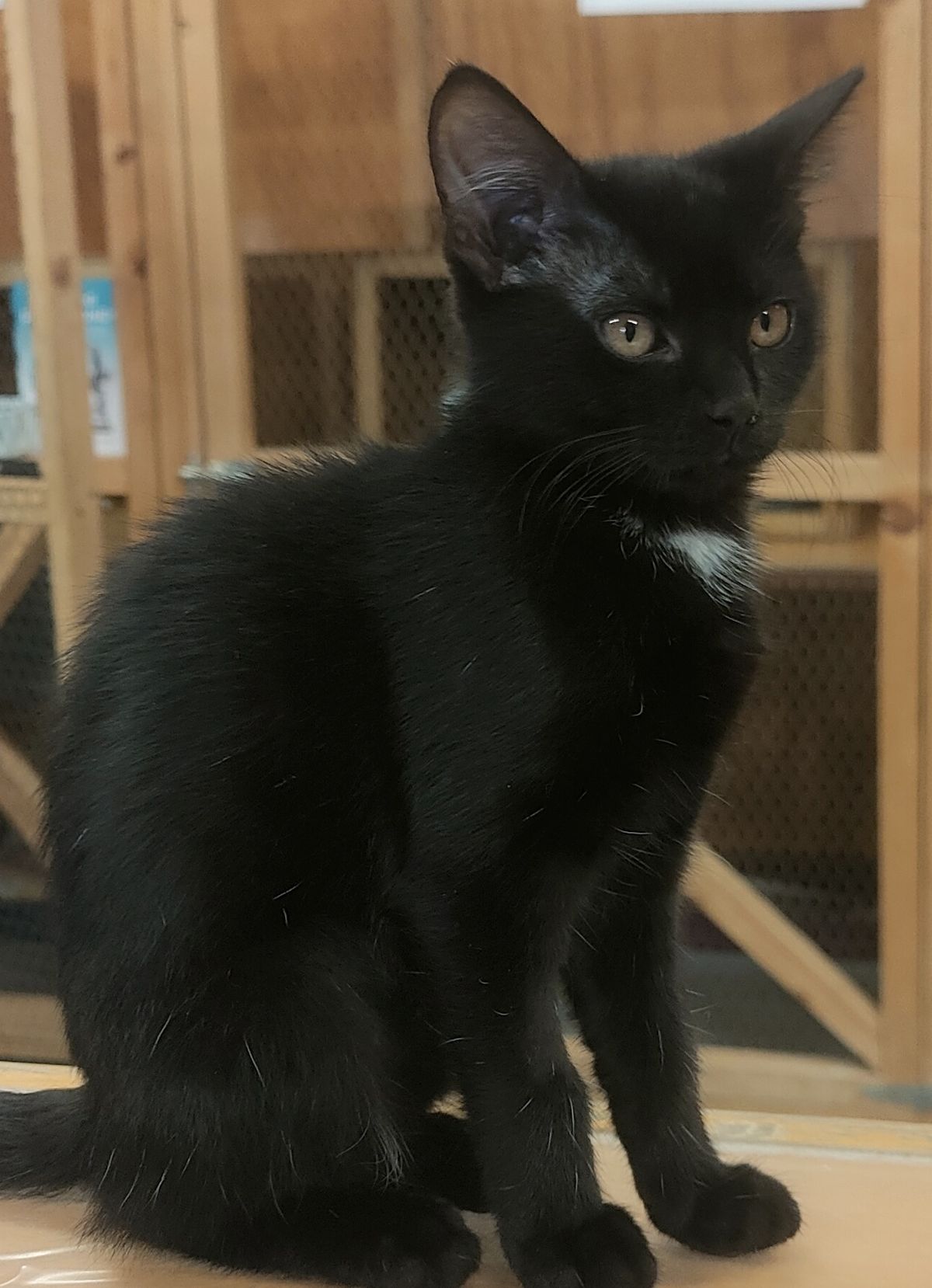 Gallery image: Aniseed