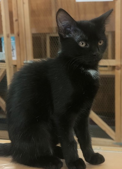 Aniseed - Domestic Short Hair