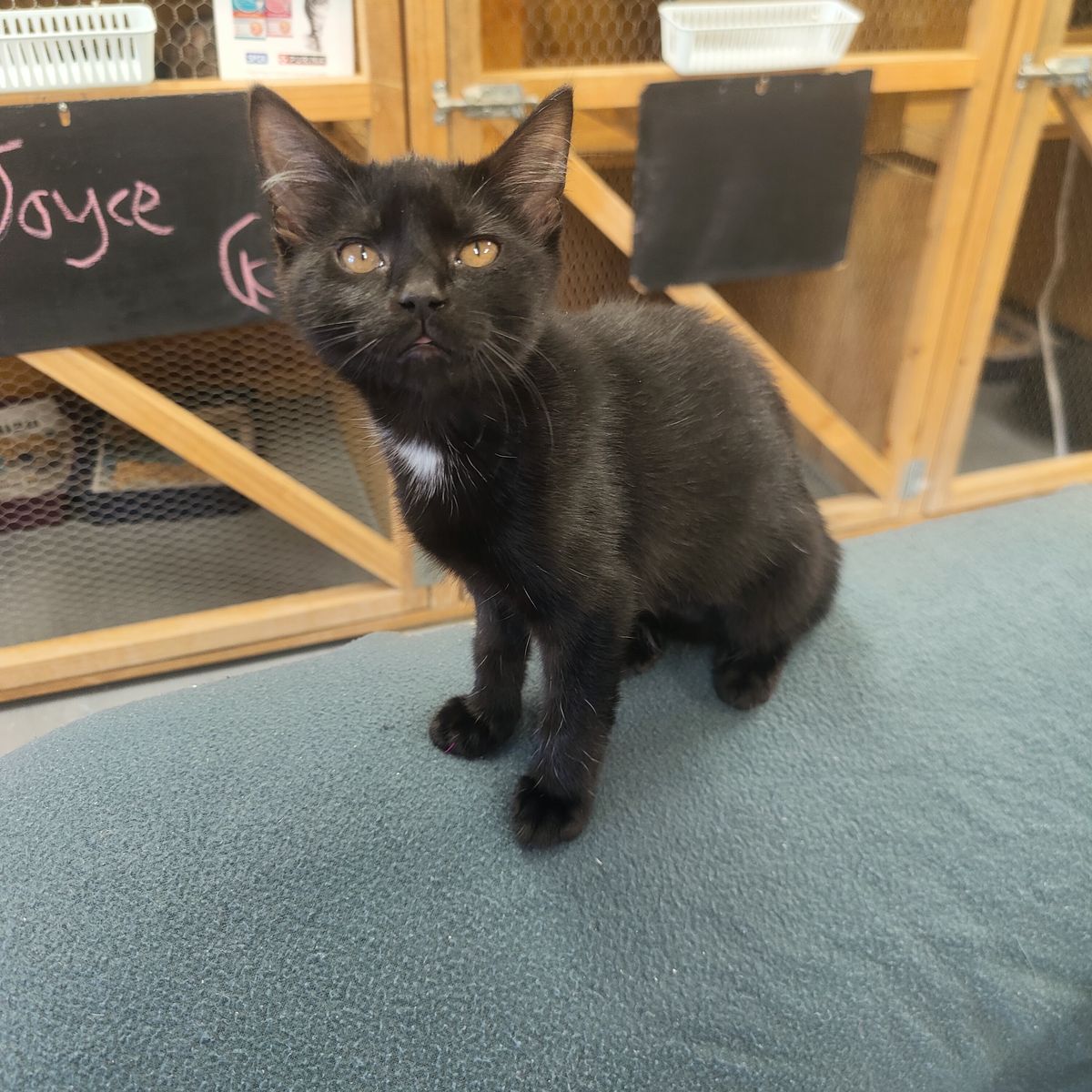 Gallery image: Aniseed