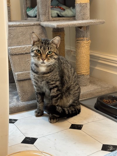 Pumpkin - Domestic Short Hair