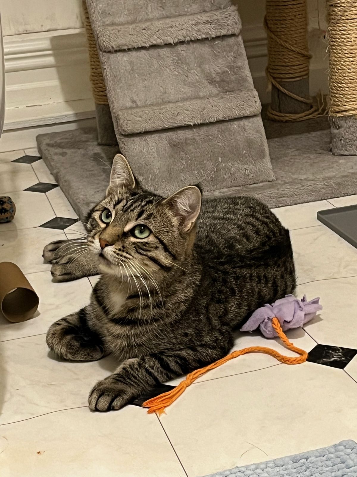 Gallery image: Pumpkin