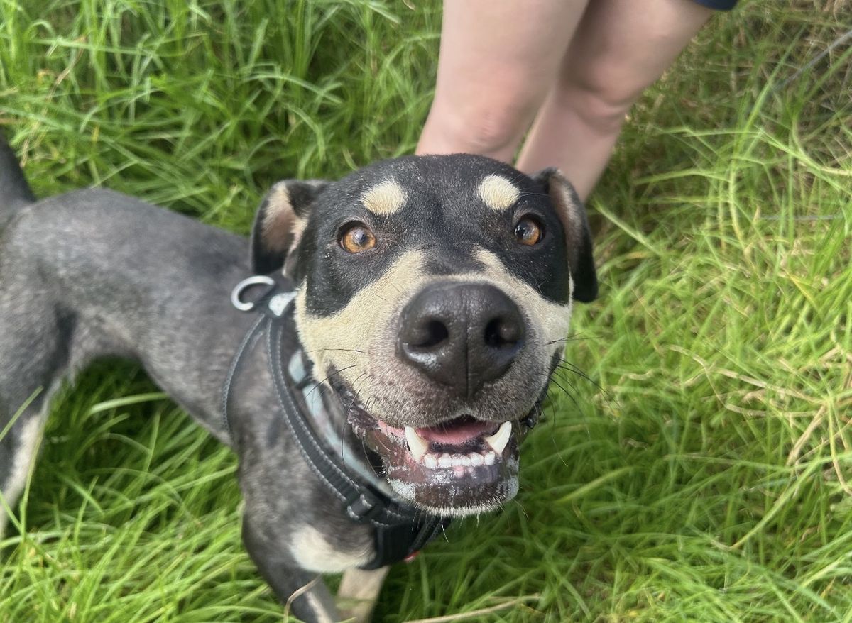 Gallery image: Luigi