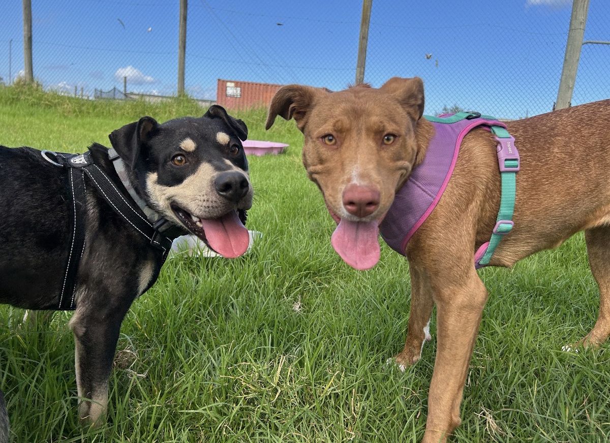 Gallery image: Lottie