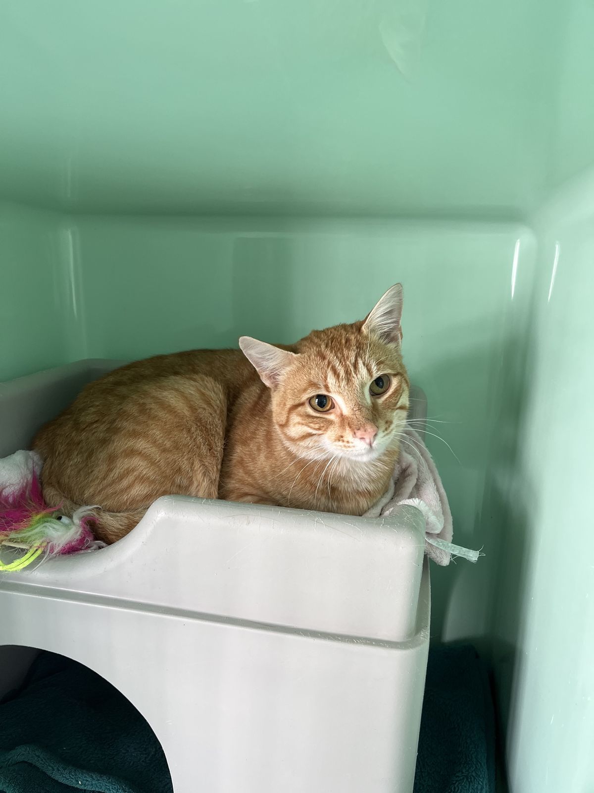 Gallery image: Garfield