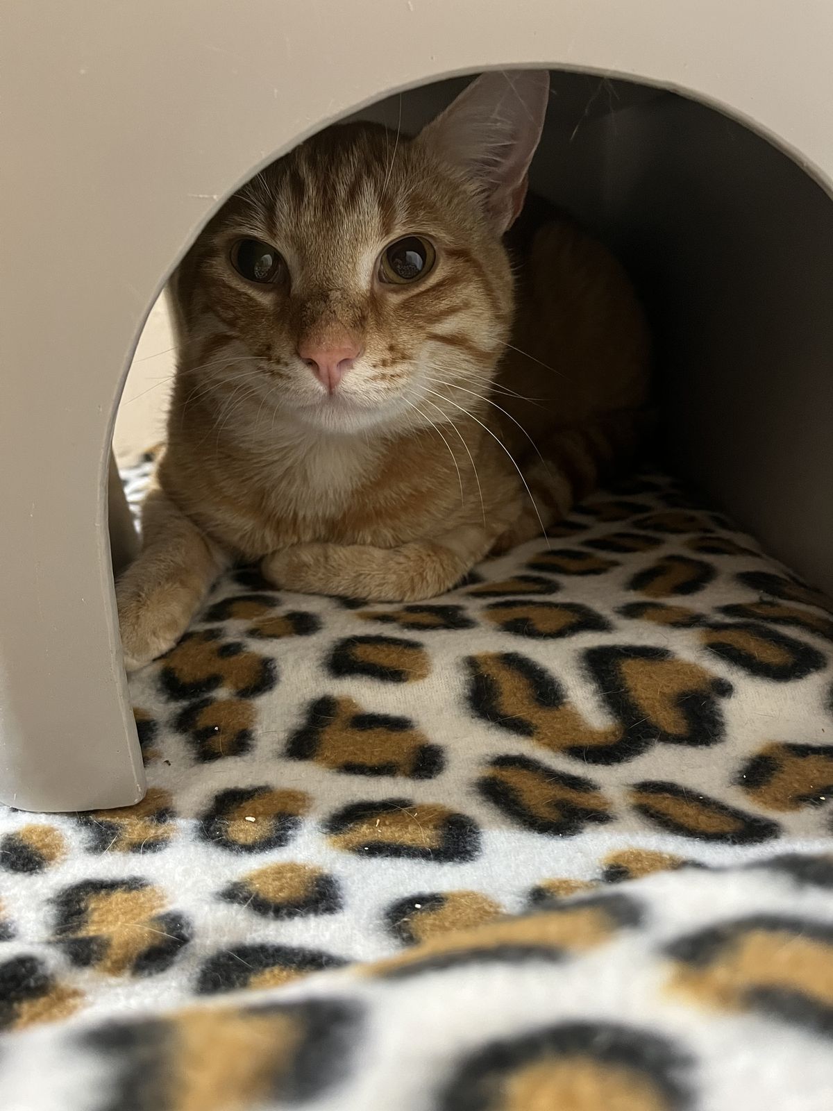 Gallery image: Garfield