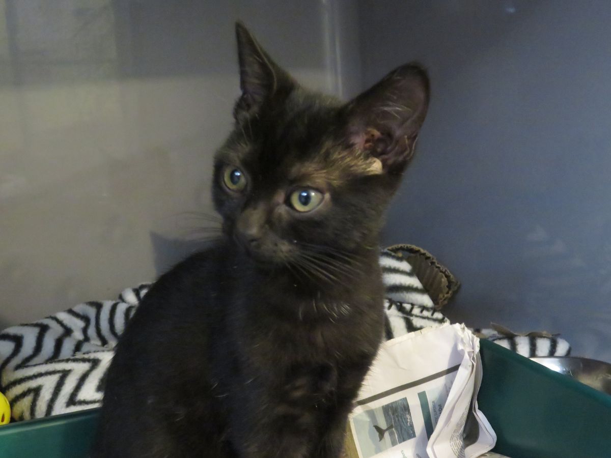 Gallery image: Guppy