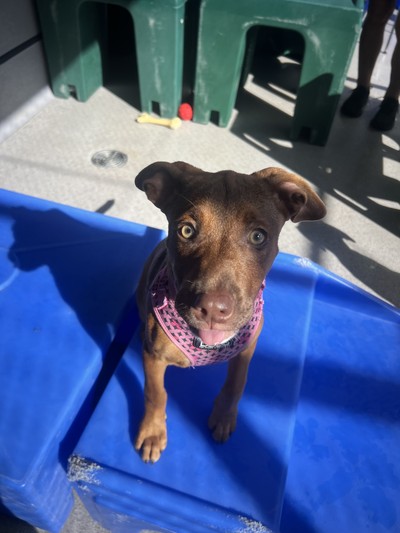 Carolina - Staffordshire Bull Terrier