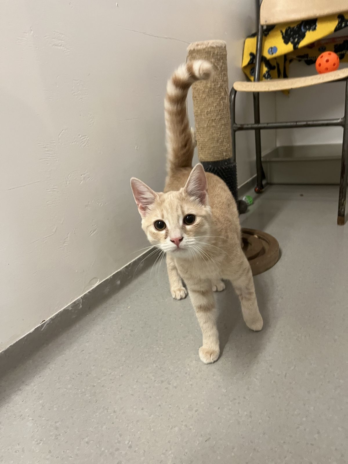 Gallery image: Chips