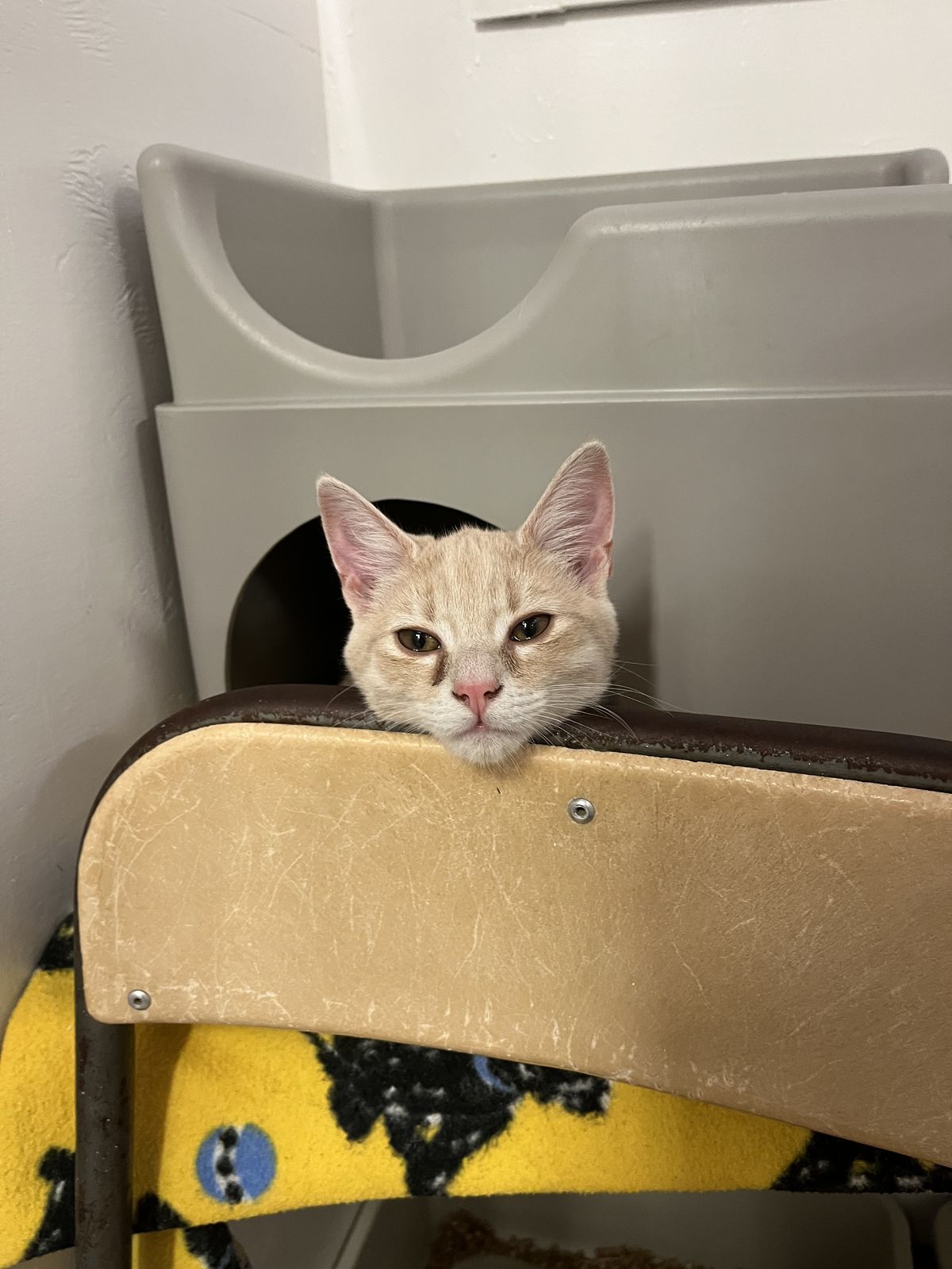 Gallery image: Chips