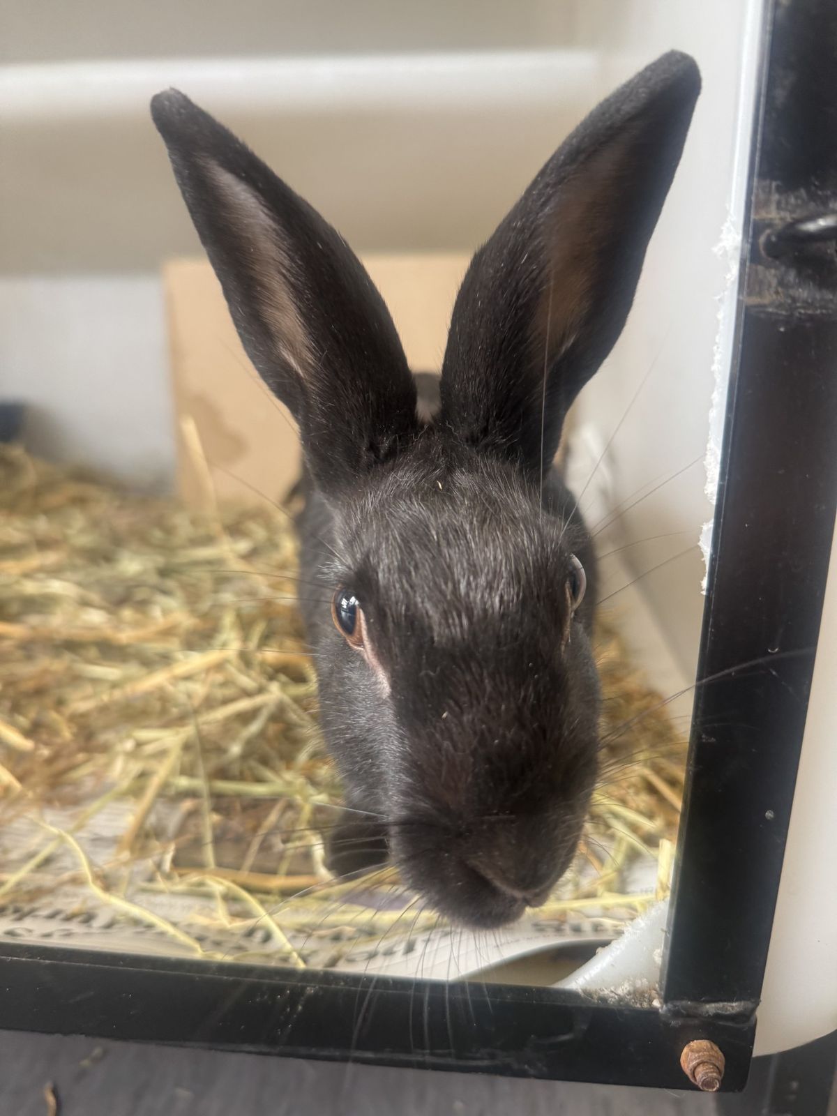 Gallery image: Muffin