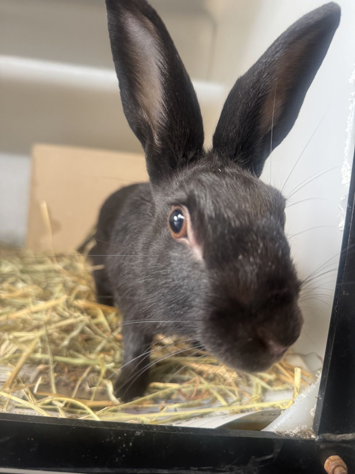 Gallery image: Muffin