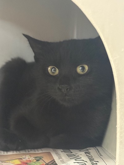 Spite - Domestic Short Hair