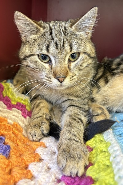 Mia - Domestic Short Hair