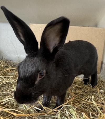 Muffin - Flemish Giant